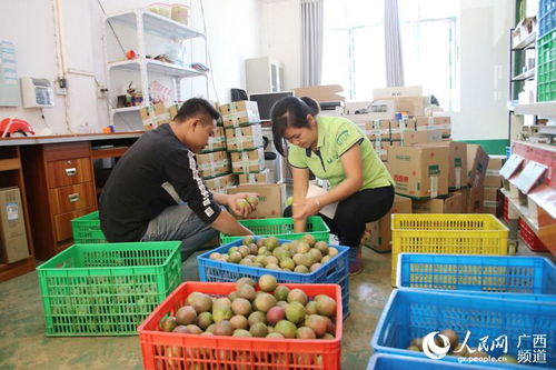 广西大新 计算机软硬件助力扶贫产业“一条龙”服务，托起助农增收新希望