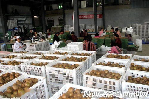 数字时代下的周至猕猴桃 科技与农业的完美融合